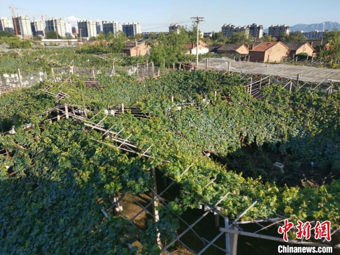 图为莲花葡萄小镇内漏斗架连成一片。 张帆 摄