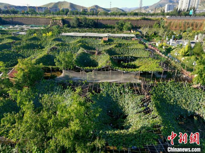 图为莲花小镇的漏斗架延伸到了古城墙下。 张帆 摄