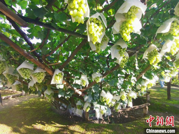图为漏斗架下的宣化马奶葡萄。 张帆 摄