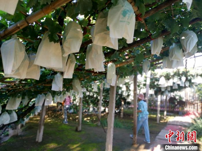图为莲花葡萄小镇内。 张帆 摄