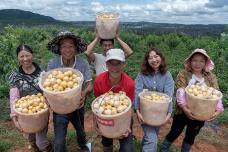 ▲拼多多平台销售带动下,石林县山土间合作社去年把100亩药材种植基地改造成人参果基地,8月22日,基地新一季的人参果开始上市。(穆功/摄)