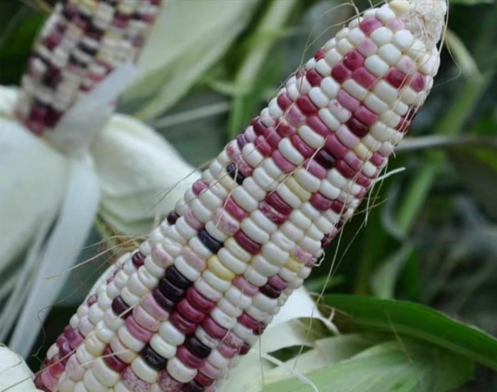 糯玉米种子价格表 w700d1q75cms.jpg