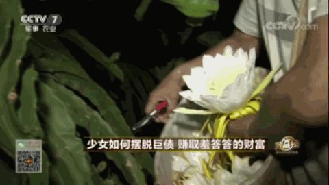 农业节目致富经_农业卫视致富项目_中央农业节目致富经视频