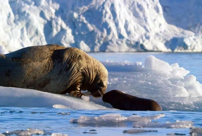 绵延4公里的死鱼,日本恐有大地震?未来8.5级地震...