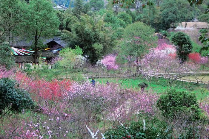 桃花美景 图:酉阳发布