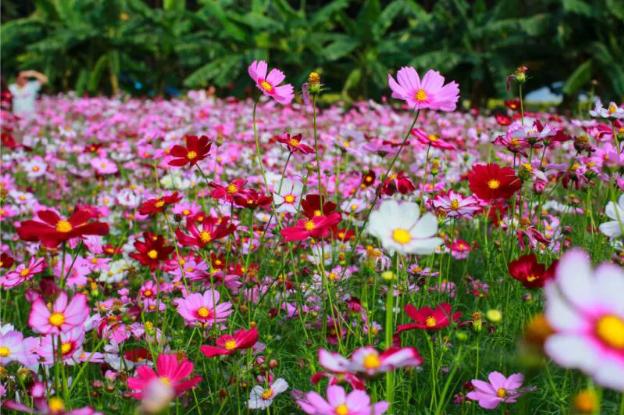 奇芳花谷景区供图