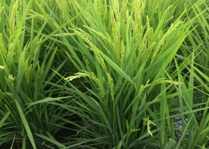 牛只吃草长肌肉原因 牛的肌肉怎么练成的