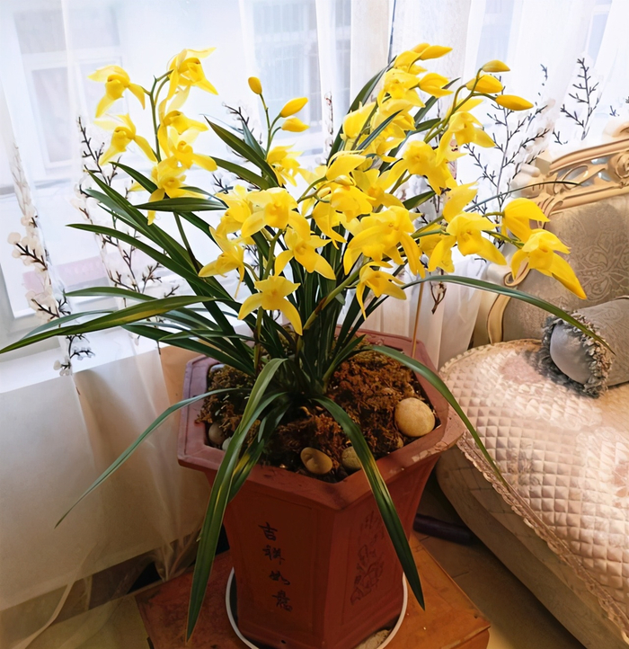 养兰就选它，花色金黄，兰香浓郁，新手也能养爆盆！|兰花|黄金|小神童