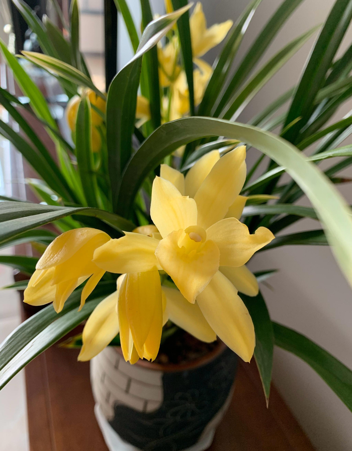 养兰就选它，花色金黄，兰香浓郁，新手也能养爆盆！|兰花|黄金|小神童