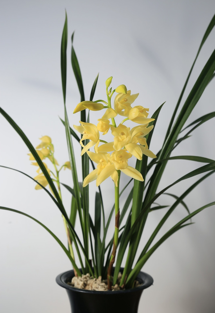 养兰就选它，花色金黄，兰香浓郁，新手也能养爆盆！|兰花|黄金|小神童