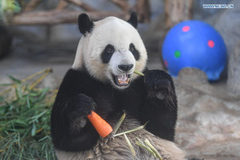 Special snacks prepared for giant pandas to mark Dragon Boat Festival in Hainan