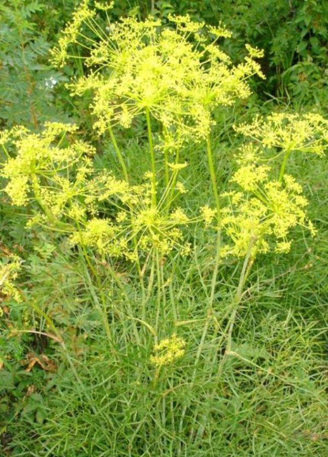 阜康品茶自带工作室加v靠谱吗？阜康旅游景点大盘点及相关问答