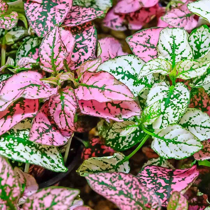 ????????????????????????????????????????????????????????????????????????????????????