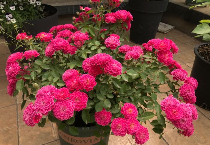 阳台盆栽蔷薇花，值得！扦插、打理简单，株苗开花多，不爱生虫害