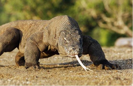 Mokele-Mbembe: The Last Living Dinosaur  摩克拉姆贝贝: 地球上仅存的恐龙