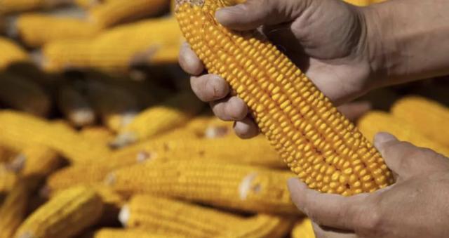 2022年玉米价格还要涨？什么原因最新消息