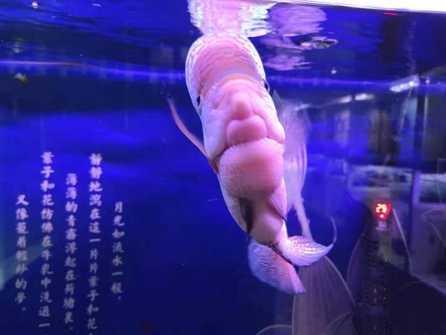 水族知识