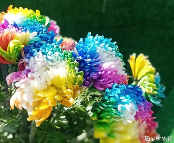 1盆菊花售价1.2万，一朵花7种颜色，你会买吗?