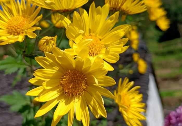 11月前后，养花莫错过秋菊，开花美又好活，天冷赏花首选