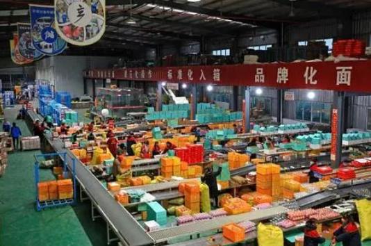 ▲近年来,洛川县大力发展电商产业,已先后孵化出750多家电商小微企业。图中为当地的标准化苹果分拣线。王晓峰 摄