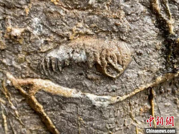 图为在邯郸市丛台区龙湖公园发现的古生物化石。 侯剑飞 摄