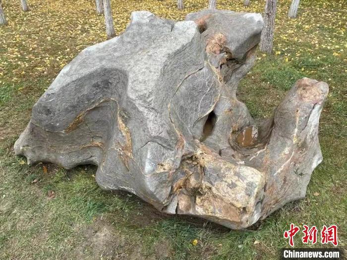 图为在邯郸市丛台区龙湖公园发现古生物化石的景观石。 侯剑飞 摄