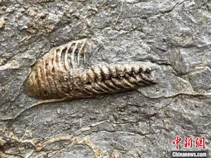 图为在邯郸市丛台区龙湖公园发现的古生物化石。 侯剑飞 摄