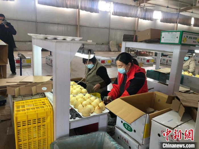 河北嘉华农产品有限责任公司车间内,工人对出口梨果进行分拣处理。 郝烨 摄
