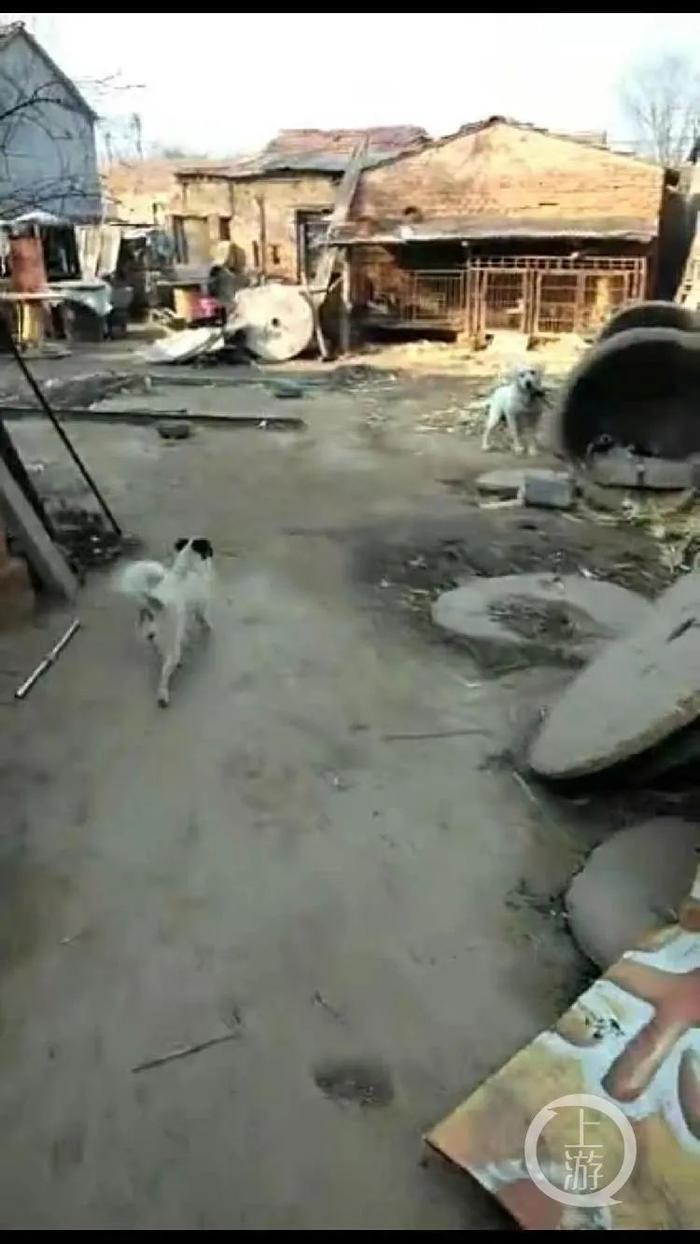 焦由福的后院养有多只烈性犬。/视频截图