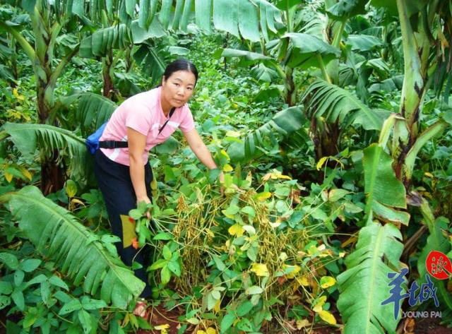 净作大豆有啥区别