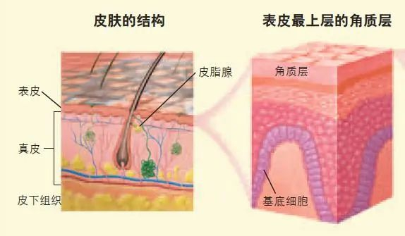 皮肤结构与防止干燥的机制 皮肤是由表皮、真皮和皮下组织所构成