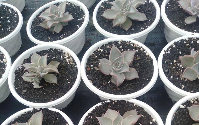 多肉植物 ❤️マディバ ❤️ 饺子皮❤️1大頭15cm拔キ苗 【公式通販】