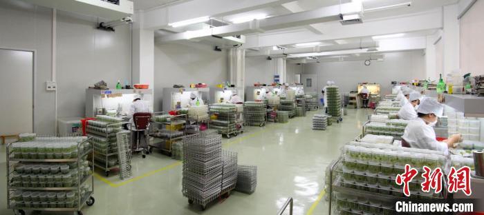 广州花卉研究中心红掌系列新品种研发与组培种苗繁育(资料图)。广州市农业农村局 供图