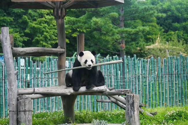 亚布力熊猫馆1万张“免费卡”馈赠小学生