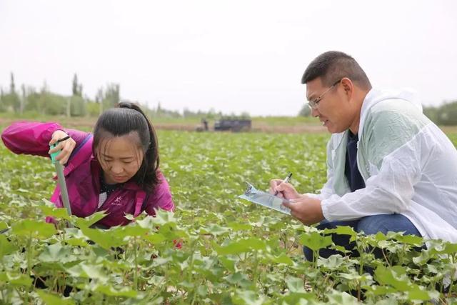 农业气象科技人员观测棉花长势。图/李冬梅