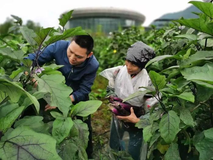 资料图片:余永流(左)和农户一起采摘茄子。新华社发
