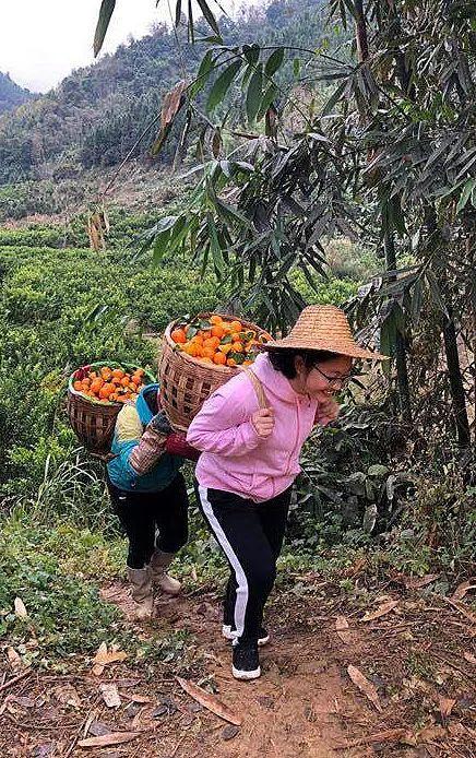 资料图片:黄文秀与村民一起采摘运输砂糖橘。新华社发