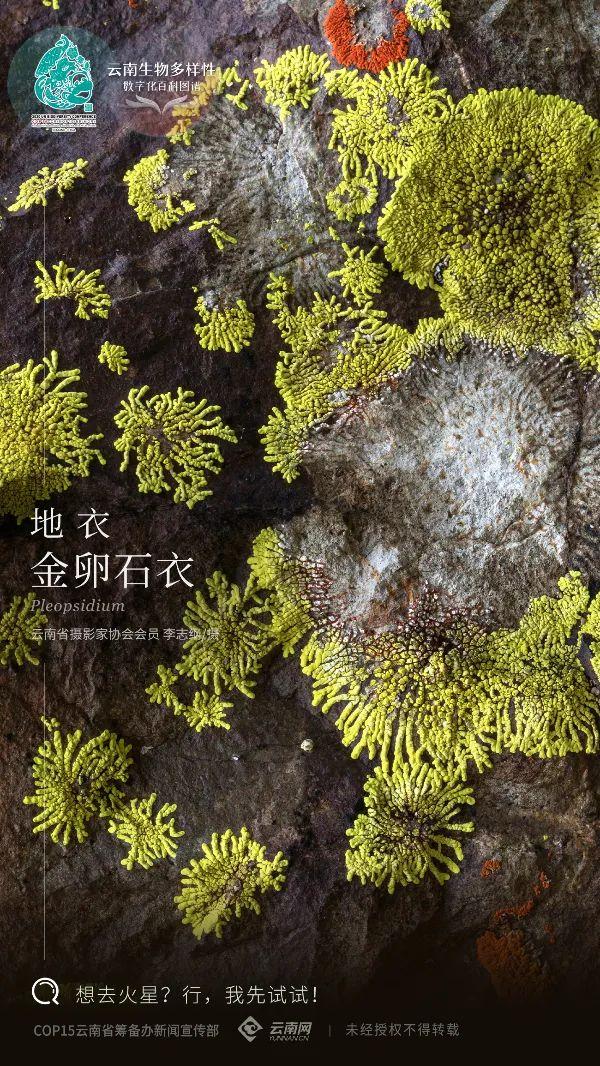 【云南生物多样性数字化百科图谱】地衣•金卵石衣：岩石上的拓荒者