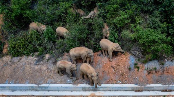 正在迁徙的云南15头野象会去哪里？将逐步引导返回普洱或西双版纳原栖息地