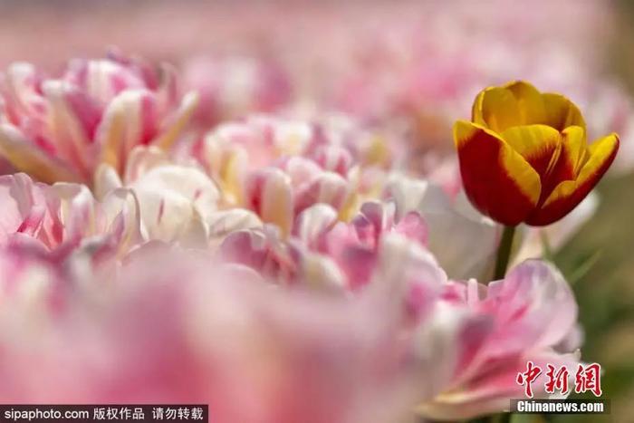 图片来源:Sipaphoto