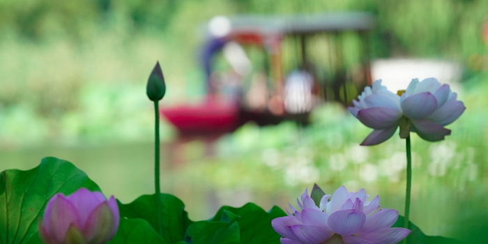 什么样的池塘开满什么样的荷花 w700h350z1l10t1071a.jpg