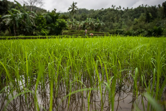 专访丨建设更有韧性和可持续的农业粮食体系——访联合国粮农组织副总干事毛里齐奥·马丁纳