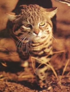 非洲野猫
