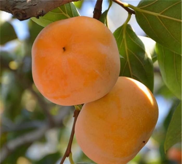 大秋柿子苗品种如何，基地培育大秋甜柿子树苗苗木质量如何