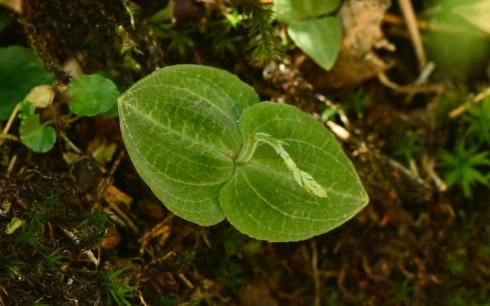 自开展体制试点以来，武夷山国家公园累计发现11种动植物新种