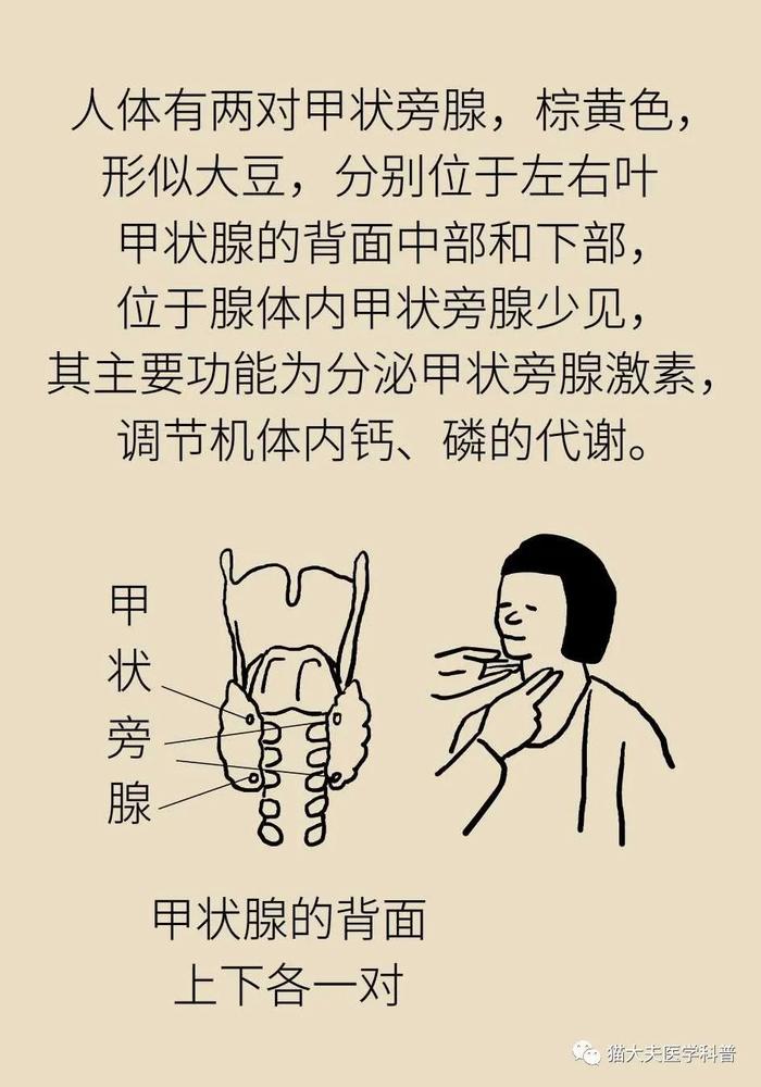 肾上长了结石，为什么病因却在脖子上？