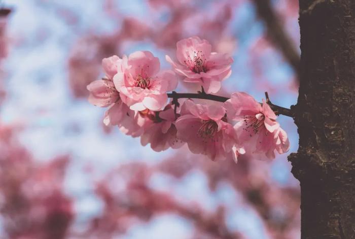 朝花夕拾 | 童年的故乡和四季