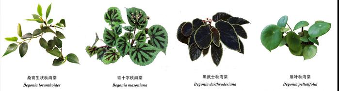 多个秋海棠属植物基因组被破译！仙湖植物园研究成果被国际权威杂志收录