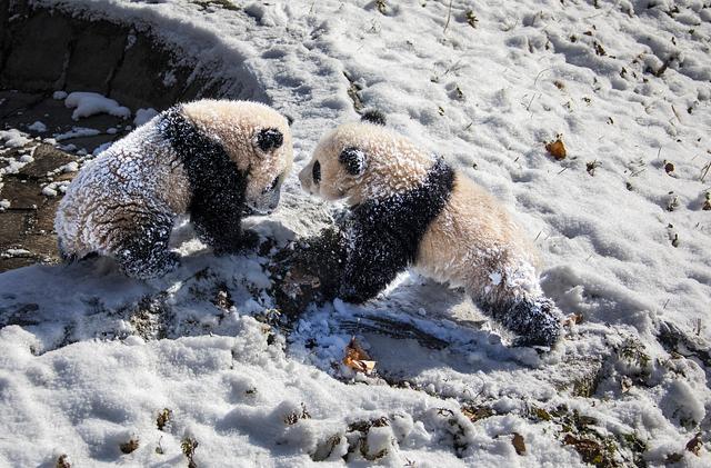 四川汶川：大熊猫雪中嬉戏打闹