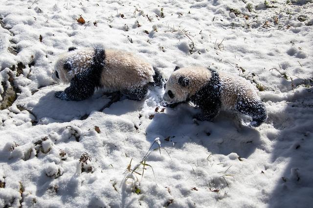 四川汶川：大熊猫雪中嬉戏打闹